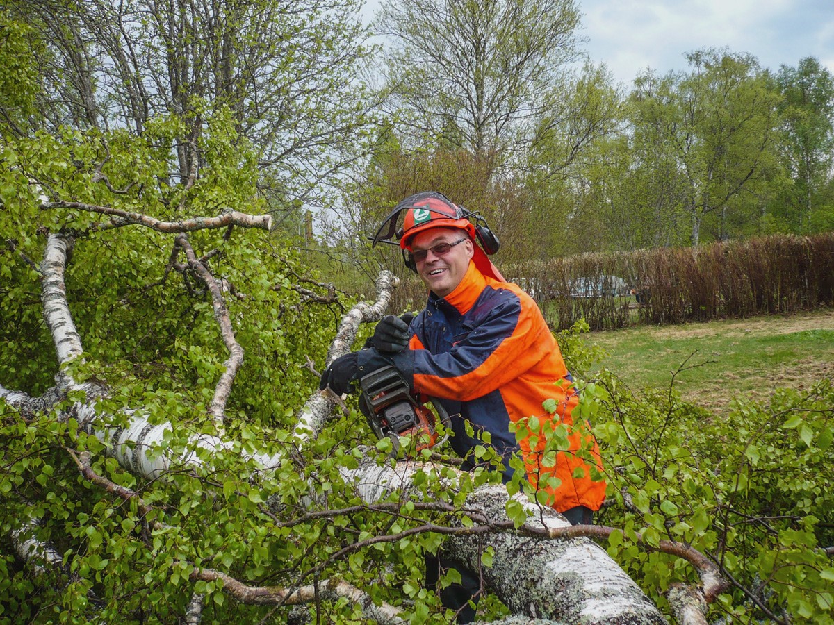 Glada medarbetare som sågar sönder en björk