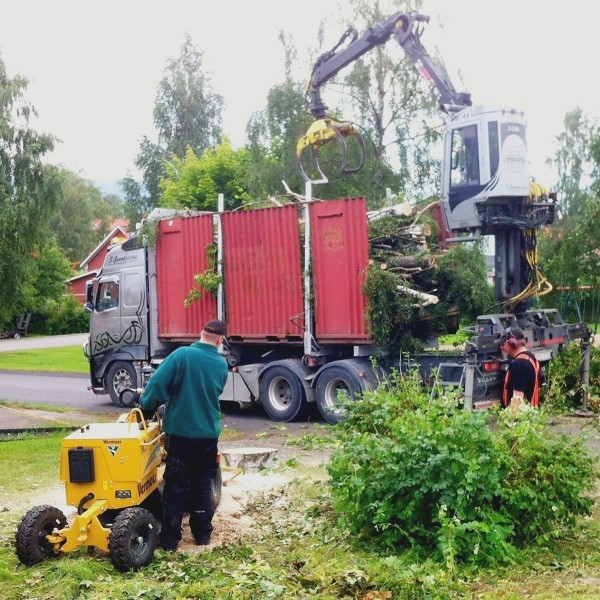 Medarbetare lastar träd på lastbilsflak