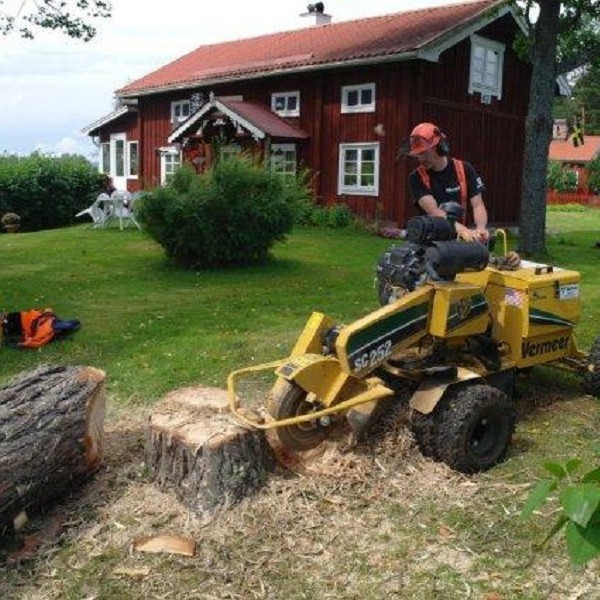 Medarbetare fräser sönder en stubbe