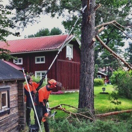 Medarbetare sågar av tallgrenar